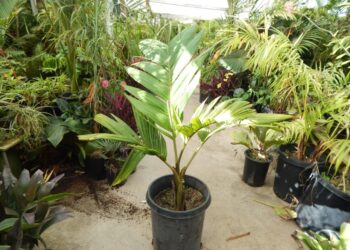 PINANGA JAVANA EXOTIC SINGLE TRUNK GREEN PINNATE PALM