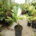 PINANGA JAVANA EXOTIC SINGLE TRUNK GREEN PINNATE PALM