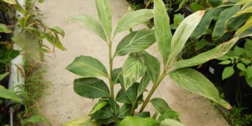 GINGER, PINSTRIPE VARIETY