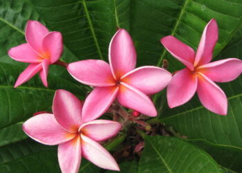 PLUMERIA TREES FRAGRANT BLOSSOMS