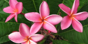 PLUMERIA TREES FRAGRANT BLOSSOMS