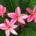 PLUMERIA TREES FRAGRANT BLOSSOMS