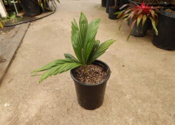 POLYANDROCOCOS CAUDESCENS AKA ALLAGOPTERA CAUDESCENS