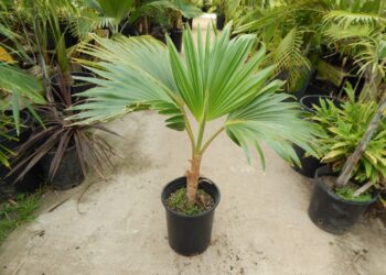PRITCHARDIA MINOR A SMALLER HAWAIIAN FAN PALM