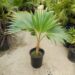 PRITCHARDIA MINOR A SMALLER HAWAIIAN FAN PALM