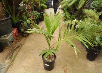 PTYCHOSPERMA SOLOMONENSE