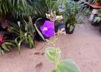 PURPLE PRINCESS PLANT TIBOUCHINA URVILLEANNA
