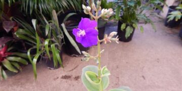 PURPLE PRINCESS PLANT TIBOUCHINA URVILLEANNA