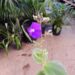 PURPLE PRINCESS PLANT TIBOUCHINA URVILLEANNA