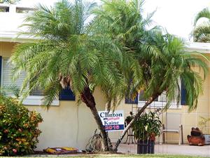 PHOENIX ROEBELENII THE PYGMY DATE PALM