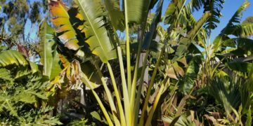 THE TRAVELER PALM RAVENALA MADAGASCARENSIS