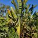 THE TRAVELER PALM RAVENALA MADAGASCARENSIS