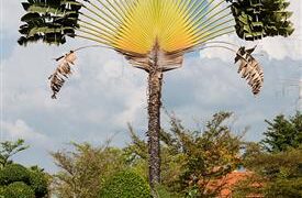 THE TRAVELER PALM RAVENALA MADAGASCARENSIS BANANA APPEARING TREE IN ONE PLANE