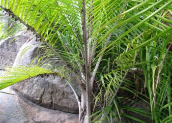 RAVENEA GLAUCA MEDIUM SIZED MADAGASCAR PALM