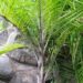 RAVENEA GLAUCA MEDIUM SIZED MADAGASCAR PALM
