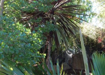 CORDYLINE AUSTRALIS – RED FORM