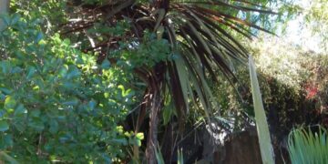 CORDYLINE AUSTRALIS – RED FORM