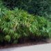 RHAPIS EXCELSA THE LADY PALM