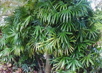 RHAPIS EXCELSA THE LADY PALM
