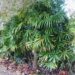 RHAPIS EXCELSA THE LADY PALM