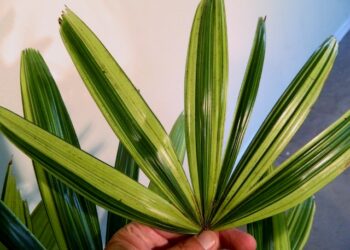 RHAPIS EXCELSA RARE AND UNUSUAL VARIEGATED FORMS