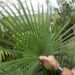 RHAPIS MULTIFIDA A RARE TYPE OF LADY PALM