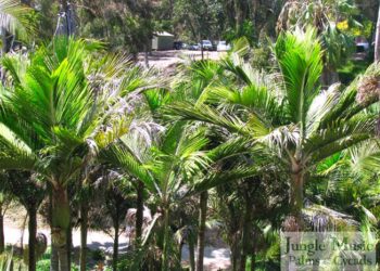 RHOPALOSTYLIS BAUERI NORFOLK ISLAND PALM