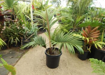 RHOPALOSTYLIS CHEESEMANII MEDIUM SIZED – GRACEFUL & BEAUTIFUL PALM