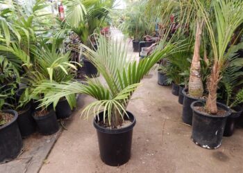 RHOPALOSTYLIS SAPIDA HYBRIDS SHAVING BRUSH OR FEATHER DUSTER PALM