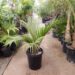 RHOPALOSTYLIS SAPIDA HYBRIDS SHAVING BRUSH OR FEATHER DUSTER PALM