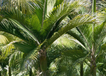 RHOPALOSTYLIS SAPIDA  THE SHAVING BRUSH PALM OR FEATHER DUSTER PALM