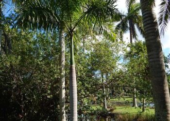 ROYSTONEA BORINQUENA PERHAPS A MORE COLD HARDY ROYAL PALM