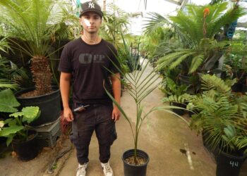 ROYSTONEA OLERACEA The SOUTH AMERICAN ROYAL PALM