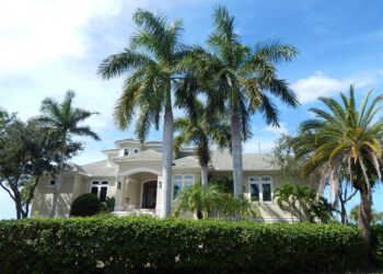 ROYSTONEA REGIA CUBAN ROYAL PALM