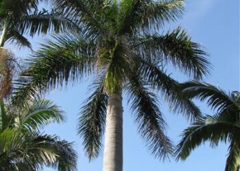 ROYSTONEA REGIA THE CUBAN ROYAL PALM