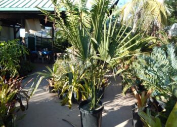 SABAL CAUSIARUM LARGE TRUNK FAN PALM THAT LOVES SUN