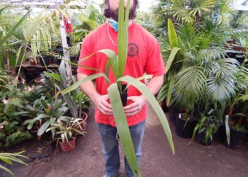 SABAL LOUISIANA MEDIUM SIZE MATURE, COLD HARDY