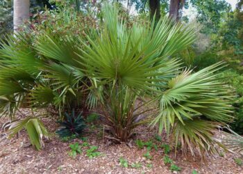 SABAL MINOR THE DWARF PALMETTO PALM