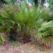 SABAL MINOR THE DWARF PALMETTO PALM