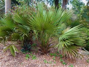 SABAL MINOR THE DWARF PALMETTO