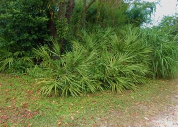 SERENOA REPENS – BLUE VARIETY  SEMI-DWARF SUCKERING FAN PALM
