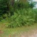 SERENOA REPENS – BLUE VARIETY  SEMI-DWARF SUCKERING FAN PALM
