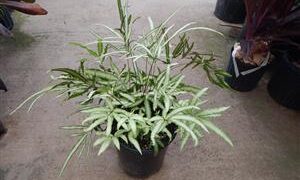 SILVER BRAKE FERN PTERIS CRETICA