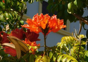 SPATHODEA CAMPANULATA THE AFRICAN TULIP TREE