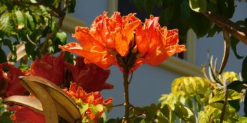 SPATHODEA CAMPANULATA THE AFRICAN TULIP TREE