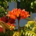 SPATHODEA CAMPANULATA THE AFRICAN TULIP TREE