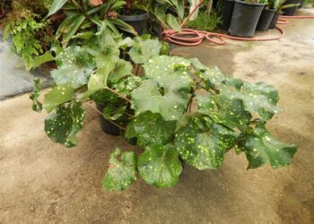 FARFUGIUM (LIGULARIA) TUSSILANGINEA VARIEGATED AKA FARFUGIUM JAPONICUM GIGANTEUM VARIEGATED