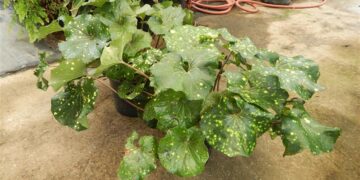 FARFUGIUM (LIGULARIA) TUSSILANGINEA VARIEGATED AKA FARFUGIUM JAPONICUM GIGANTEUM VARIEGATED