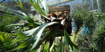 STAGHORN FERN – PLATYCERIUM BIFURCATUM
