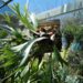 STAGHORN FERN – PLATYCERIUM BIFURCATUM